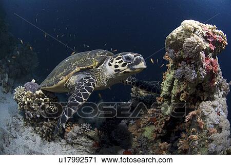 Green Turtle (Chelonia mydas), view of turtle feeding on corals and sponges, Red Sea. View Large Photo Image Stock Image - Green Turtle (Chelonia mydas), view of turtle feeding on corals and sponges, Red Sea.. Fotosearch