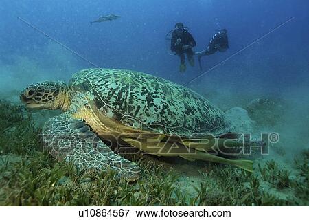 Stock Photo - Green Turtle (Chelonia mydas) watched by divers as it feeds on sea grass. Marsa Abu Dabab, Red Sea. Fotosearch