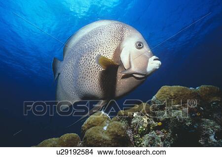 Grey Angel fish swimming over reef. Cayman Islands. View Large Photo Image Picture - Grey Angel fish swimming over reef. Cayman Islands.. Fotosearch