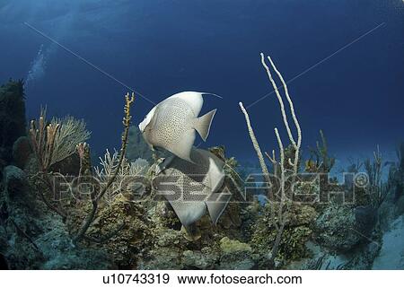 Grey Angelfish (Pomacanthus arcuatus), two fish swimming over coral reef, Cayman Brac, Cayman Islands, Caribbean View Large Photo Image Stock Photo - Grey Angelfish (Pomacanthus arcuatus), two fish swimming over coral reef, Cayman Brac, Cayman Islands, Caribbean. Fotosearch