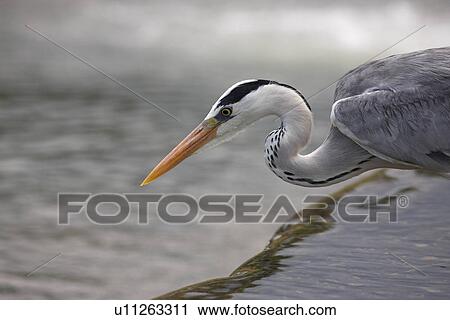 Stock Image - Grey heron (Ardea cinerea) fishing on weir. Kruger National Park, Mpumalanga, South Africa. Fotosearch