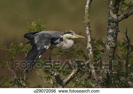 Stock Photograph - Grey Heron (Ardea cinerea) perched in a tree stretching legs and wings. Herons occasionally roost or perch in trees. This one was perched while having a preen and stayed there for at least 3 hours.. Argyll, Scotland. Fotosearch