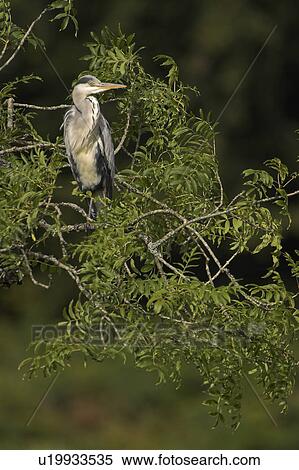 Stock Photography - Grey Heron (Ardea cinerea) perched in a tree looking to side portrait shot. Herons occasionally roost or perch in trees. This one was perched while having a preen and stayed there for at least 3 hours.. Argyll, Scotland. Fotosearch