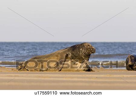 Grey Seal (Halichoerus grypus) adult lying with pup, on sand bar, sea in background, Lincolnshire, UK View Large Photo Image Stock Image - Grey Seal (Halichoerus grypus) adult lying with pup, on sand bar, sea in background, Lincolnshire, UK. Fotosearch