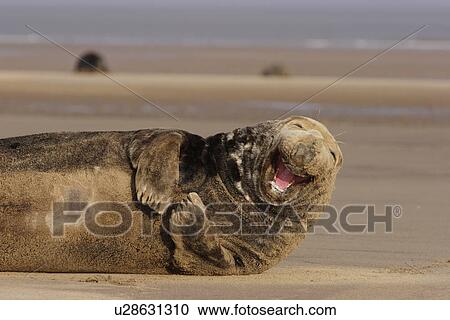 Grey seal (Halichoerus grypus) adult male lying on beach yawning Donna Nook, Lincolnshire, UK (Pls check restrictions) View Large Photo Image Stock Image - Grey seal (Halichoerus grypus) adult male lying on beach yawning Donna Nook, Lincolnshire, UK (Pls check restrictions). Fotosearch