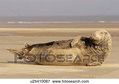 Stock Photo - Grey seal (Halichoerus grypus) adult male lying on beach propped up on elbow Donna Nook, Lincolnshire, UK. Fotosearch