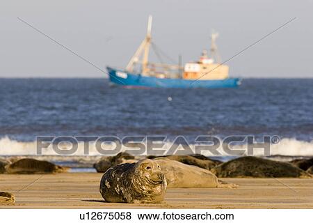 Stock Photo - Grey Seal, Halichoerus grypus, at breeding colony with boat in background, Lincolnshire, UK. Fotosearch