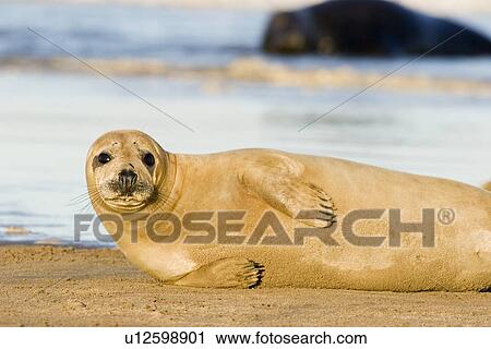 Grey Seal (Halichoerus grypus) basking looking to camera, Lincolnshire, UK View Large Photo Image Stock Image - Grey Seal (Halichoerus grypus) basking looking to camera, Lincolnshire, UK. Fotosearch