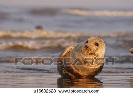 Grey seal (Halichoerus grypus) basking in sunset light near sea edge Lincolnshire, UK View Large Photo Image Stock Photo - Grey seal (Halichoerus grypus) basking in sunset light near sea edge Lincolnshire, UK. Fotosearch