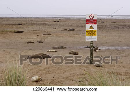 Stock Image - Grey seal (Halichoerus grypus) breeding grounds with sign warning about military activity (area is also an RAF bombing range) Donna Nook, Lincolnshire, UK. Fotosearch