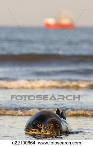 Grey Seal (Halichoerus grypus) female in sea shallows with red boat in background, Lincolnshire, UK View Large Photo Image Picture - Grey Seal (Halichoerus grypus) female in sea shallows with red boat in background, Lincolnshire, UK. Fotosearch