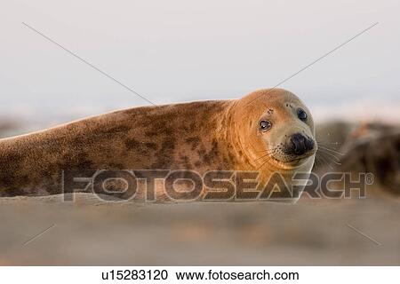 Stock Image - Grey Seal (Halichoerus grypus) female looks to camera in late afternoon sunlight, Lincolnshire, UK. Fotosearch