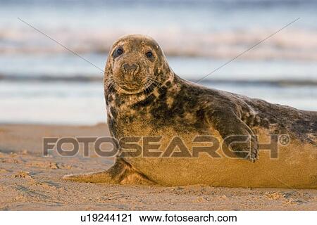 Stock Image - Grey Seal (Halichoerus grypus) female propped up with flipper looks to camera, Lincolnshire, UK. Fotosearch