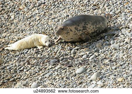 Grey Seal (Halichoerus grypus), female and pup on beach. Pembrokeshire, Wales, UK View Large Photo Image Stock Image - Grey Seal (Halichoerus grypus), female and pup on beach. Pembrokeshire, Wales, UK. Fotosearch