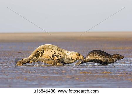 Grey Seal, Halichoerus grypus, female and youngster bouncing rapidly (flollopping) over beach toward sea. Lincolnshire, UK View Large Photo Image Stock Photo - Grey Seal, Halichoerus grypus, female and youngster bouncing rapidly (flollopping) over beach toward sea. Lincolnshire, UK. Fotosearch