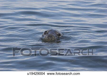 Grey seal (Halichoerus grypus) head above surface, Cardigan Bay, West Wales, UK View Large Photo Image Picture - Grey seal (Halichoerus grypus) head above surface, Cardigan Bay, West Wales, UK. Fotosearch