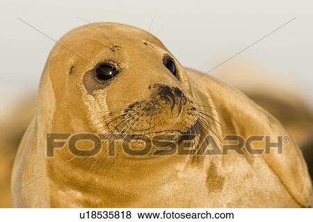 Grey Seal (Halichoerus grypus), head and shoulders, Lincolnshire, UK View Large Photo Image Stock Photo - Grey Seal (Halichoerus grypus), head and shoulders, Lincolnshire, UK. Fotosearch