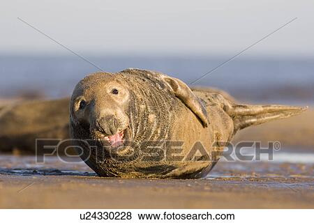Grey Seal, Halichoerus grypus, looking to camera with mouth open, Lincolnshire, UK View Large Photo Image Stock Photo - Grey Seal, Halichoerus grypus, looking to camera with mouth open, Lincolnshire, UK. Fotosearch