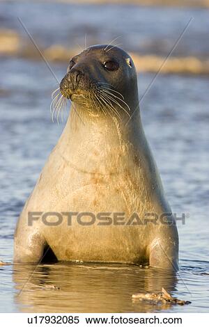 Grey Seal (Halichoerus grypus), looking with head and upper body raised high out sea shallows, Lincolnshire, UK View Large Photo Image Stock Photography - Grey Seal (Halichoerus grypus), looking with head and upper body raised high out sea shallows, Lincolnshire, UK. Fotosearch