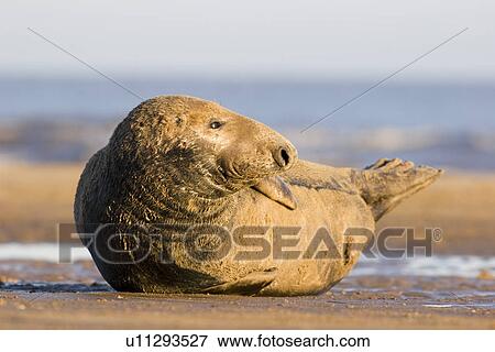 Stock Photo - Grey Seal, Halichoerus grypus, lying on its side on beach, Lincolnshire, UK. Fotosearch