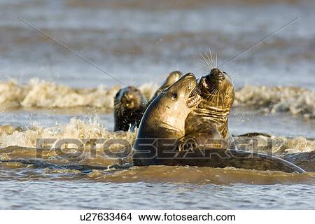 Grey Seal, Halichoerus grypus, male and female in sea, female reacting aggressively to male trying to mate, Lincolnshire, UK View Large Photo Image Picture - Grey Seal, Halichoerus grypus, male and female in sea, female reacting aggressively to male trying to mate, Lincolnshire, UK. Fotosearch