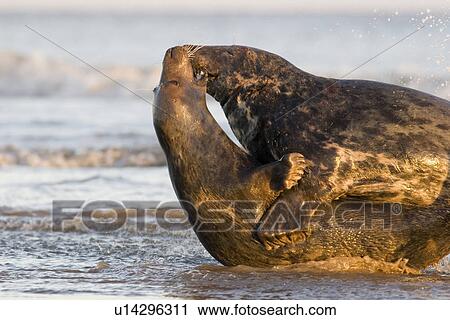 Grey Seal (Halichoerus grypus) male and female, female on her back rejecting male's advances to mate, Lincolnshire, UK View Large Photo Image Stock Image - Grey Seal (Halichoerus grypus) male and female, female on her back rejecting male's advances to mate, Lincolnshire, UK. Fotosearch