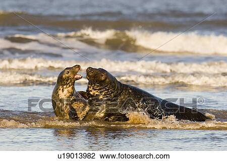 Stock Image - Grey Seal (Halichoerus grypus) male and female fight in water as female apparently rejects male's advances to mate, Lincolnshire, UK. Fotosearch