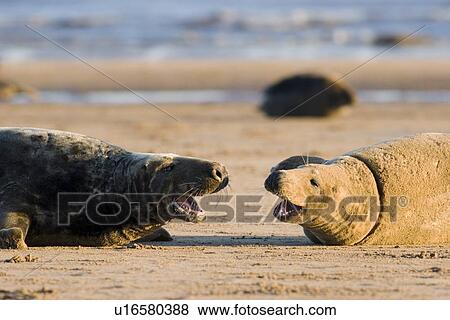 Grey Seal, Halichoerus grypus, male and female face each other with mouths agape Lincolnshire, UK View Large Photo Image Stock Photo - Grey Seal, Halichoerus grypus, male and female face each other with mouths agape Lincolnshire, UK. Fotosearch