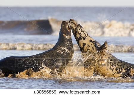 Stock Photo - Grey Seal (Halichoerus grypus) male and female in sea, female so far rejecting male's advance to mate, Lincolnshire, UK. Fotosearch