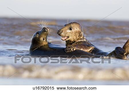 Grey Seal (Halichoerus grypus) male and female appearing to playfully fight in sea, Lincolnshire, UK View Large Photo Image Stock Photography - Grey Seal (Halichoerus grypus) male and female appearing to playfully fight in sea, Lincolnshire, UK. Fotosearch