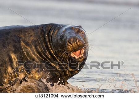 Picture - Grey Seal (Halichoerus grypus) male with open mouth (aggressive) on wet beach, Lincolnshire, UK. Fotosearch