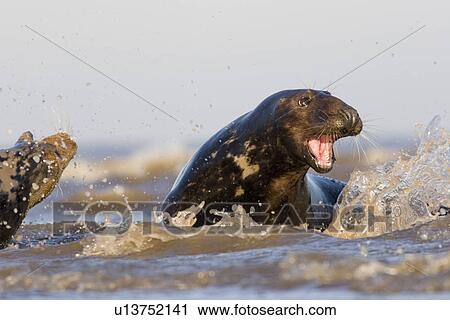 Stock Image - Grey Seal, Halichoerus grypus, male with mouth agape in aggression, female on left with open with mouth being aggressive to male, Lincolnshire, UK. Fotosearch