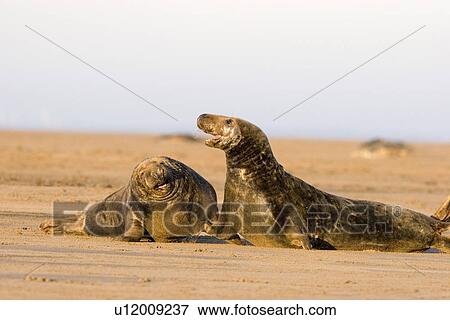 Grey Seal, Halichoerus grypus, portrait on sandy beach, Lincolnshire, UK View Large Photo Image Stock Photo - Grey Seal, Halichoerus grypus, portrait on sandy beach, Lincolnshire, UK. Fotosearch