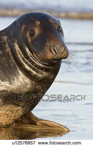 Stock Photo - Grey Seal (Halichoerus grypus) portrait looking to camera, Lincolnshire, UK. Fotosearch