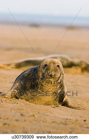 Grey Seal (Halichoerus grypus) portrait on sandy beach. Lincolnshire, UK View Large Photo Image Stock Photo - Grey Seal (Halichoerus grypus) portrait on sandy beach. Lincolnshire, UK. Fotosearch