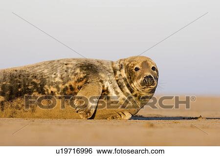 Grey Seal, Halichoerus grypus, portrait lying on sandy beach, Lincolnshire, UK View Large Photo Image Stock Photograph - Grey Seal, Halichoerus grypus, portrait lying on sandy beach, Lincolnshire, UK. Fotosearch