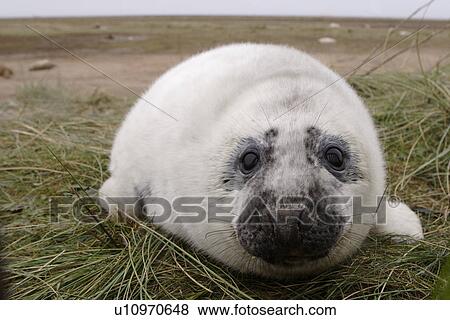 Grey seal (Halichoerus grypus) pup in white lanugo coat looking to camera, Lincolnshire, UK View Large Photo Image Stock Photo - Grey seal (Halichoerus grypus) pup in white lanugo coat looking to camera, Lincolnshire, UK. Fotosearch