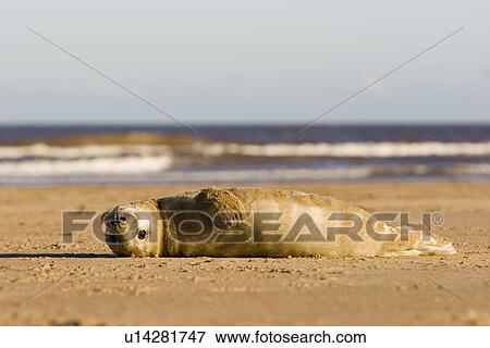 Stock Photo - Grey Seal (Halichoerus grypus) pup in lanugos coat lies upside-down on beach looking toward camera, Lincolnshire, UK. Fotosearch