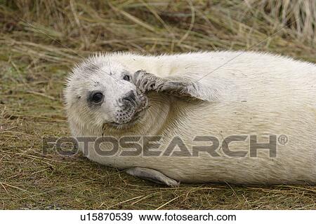 Grey seal (Halichoerus grypus) pup in lanugo coat just starting to moult on flippers and head scratching itself with flipper Donna Nook, Lincolnshire, UK View Large Photo Image Stock Photo - Grey seal (Halichoerus grypus) pup in lanugo coat just starting to moult on flippers and head scratching itself with flipper Donna Nook, Lincolnshire, UK. Fotosearch