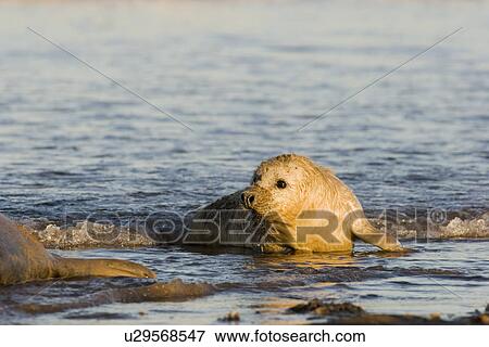 Stock Photo - Grey Seal (Halichoerus grypus) pup in lanugos coat in sea shallows, Lincolnshire, UK. Fotosearch