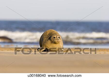 Grey Seal (Halichoerus grypus) youngster moving over sandy beach, Lincolnshire, UK View Large Photo Image Stock Image - Grey Seal (Halichoerus grypus) youngster moving over sandy beach, Lincolnshire, UK. Fotosearch