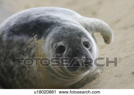 Grey seal pup (Halichoerus grypus) Norfolk, UK, View Large Photo Image Stock Image - Grey seal pup (Halichoerus grypus) Norfolk, UK,. Fotosearch