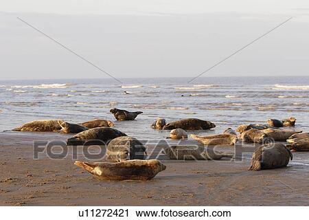 Stock Image - Grey seals (Halichoerus grypus) basking near sea, Lincolnshire, UK. Fotosearch