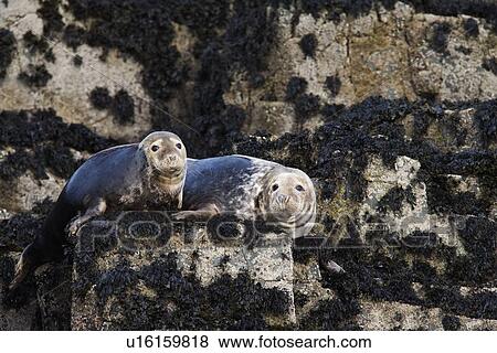 Grey seals (Halichoerus grypus). Farne Islands, Seahouses, Northumberland, UK View Large Photo Image Stock Photo - Grey seals (Halichoerus grypus). Farne Islands, Seahouses, Northumberland, UK. Fotosearch