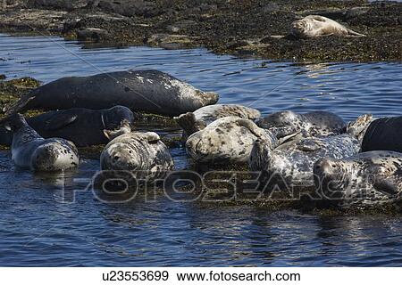 Grey seals (Halichoerus grypus). Farne Islands, Seahouses, Northumberland, UK View Large Photo Image Stock Photo - Grey seals (Halichoerus grypus). Farne Islands, Seahouses, Northumberland, UK. Fotosearch