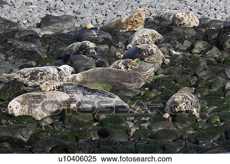Grey seals (Halichoerus grypus). Farne Islands, Seahouses, Northumberland, UK View Large Photo Image Stock Photography - Grey seals (Halichoerus grypus). Farne Islands, Seahouses, Northumberland, UK. Fotosearch