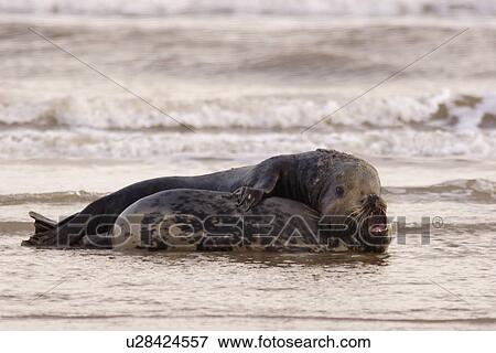 Grey seals (Halichoerus grypus) mating in shallow wash water, male grasping female by neck Donna Nook, Lincolnshire, UK View Large Photo Image Stock Photo - Grey seals (Halichoerus grypus) mating in shallow wash water, male grasping female by neck Donna Nook, Lincolnshire, UK. Fotosearch