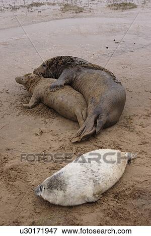 Grey seals (Halichoerus grypus) mating on mudflat near moulting pup (females leave pups after they are 3 weeks old) Donna Nook, Lincolnshire, UK View Large Photo Image Stock Photo - Grey seals (Halichoerus grypus) mating on mudflat near moulting pup (females leave pups after they are 3 weeks old) Donna Nook, Lincolnshire, UK. Fotosearch