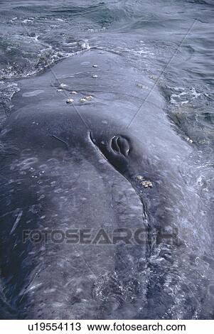 Stock Image - Grey whale (Eschrichtius robustus). Eye shut. San Ignacio Lagoon, Baja, California.. Fotosearch