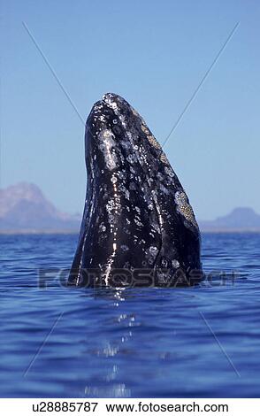 Grey whale (Eschrichtius robustus) spy hopping Baja California, Mexico View Large Photo Image Stock Photo - Grey whale (Eschrichtius robustus) spy hopping Baja California, Mexico. Fotosearch